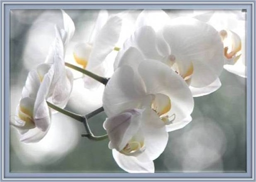 Imelda Pharand Poitevin