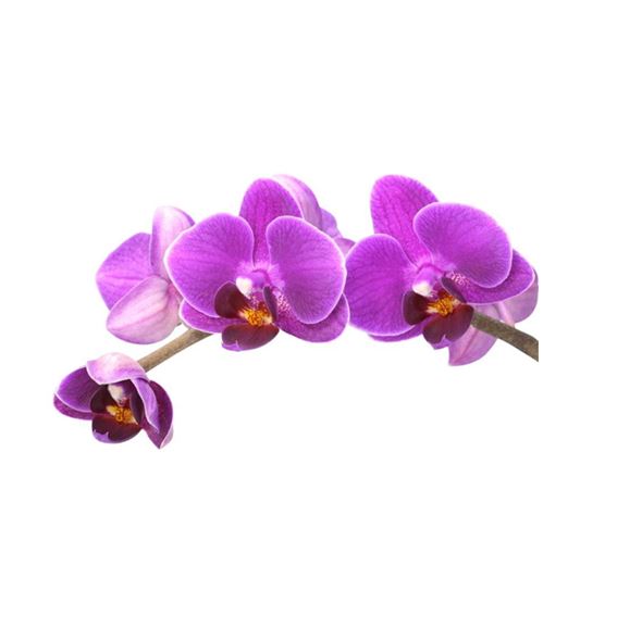 Gisèle Deschatelets