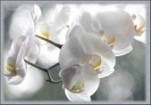 Paulette Morin