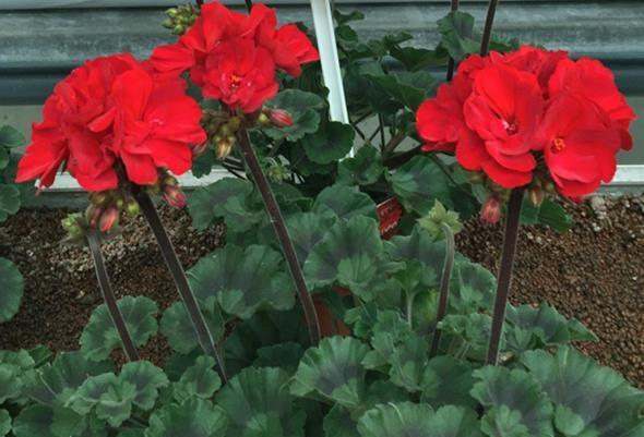 Jeanne Kingsberry Legros