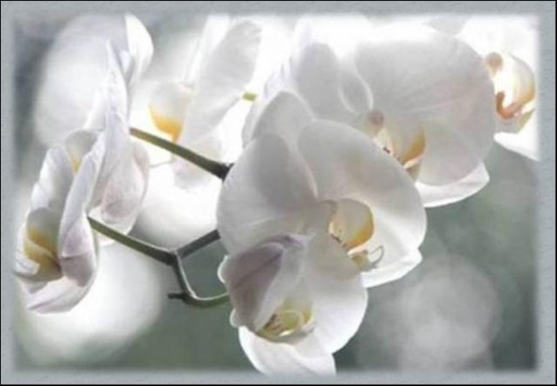 Ghislaine Gyselle D'Amours