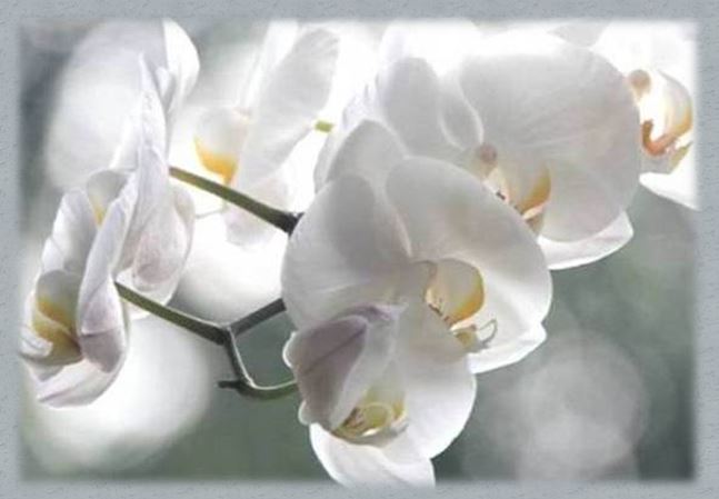 Jeanine Zeitounian Mervellet