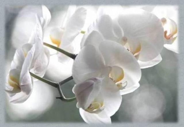 Thérèse Patenaude Sarazin